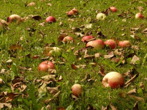 apples on the grass