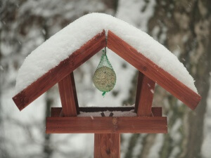 Bird Cakes, as shown in this feeding station, are a great idea for birds in the winter.