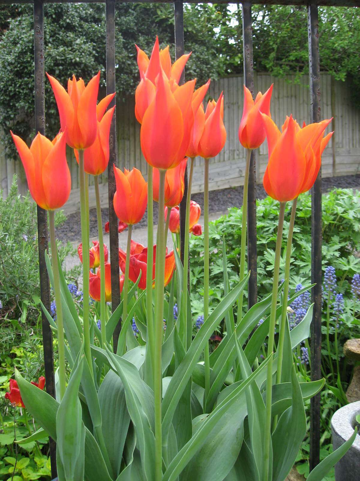 Very elegant red tulips located again in Carole's Garden