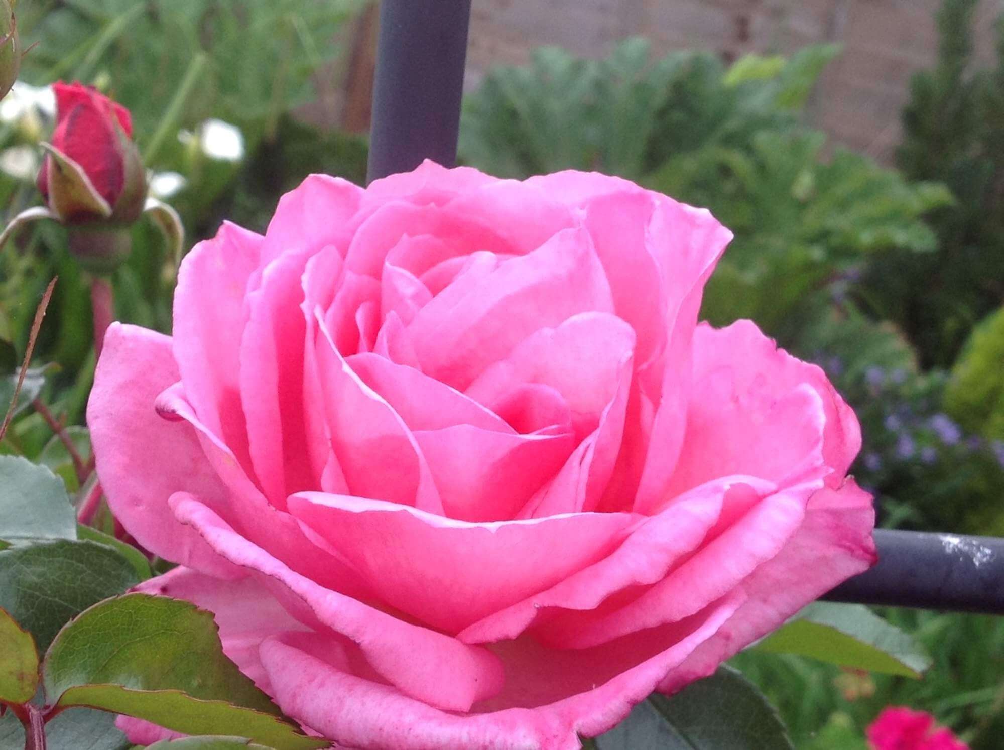 An exquisite pink rose courtesy of Windyridge's garden