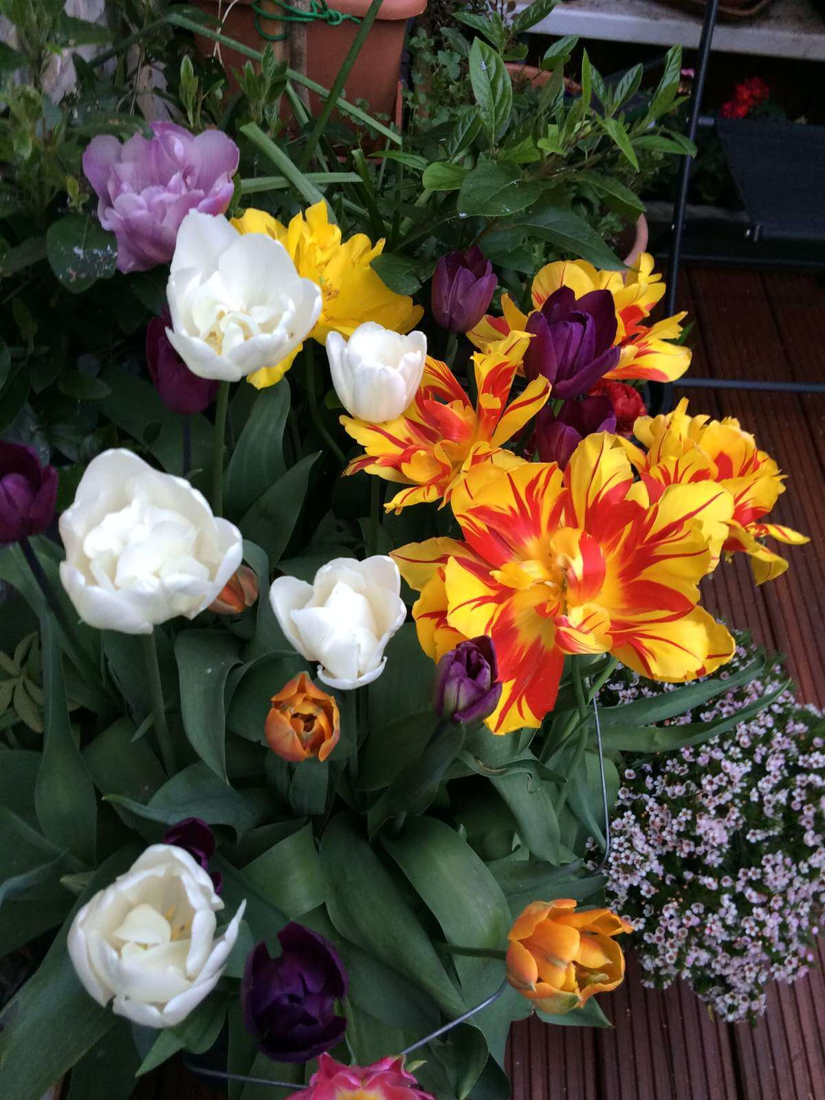 Some gorgeous tulips on display in SeedySalford's garden