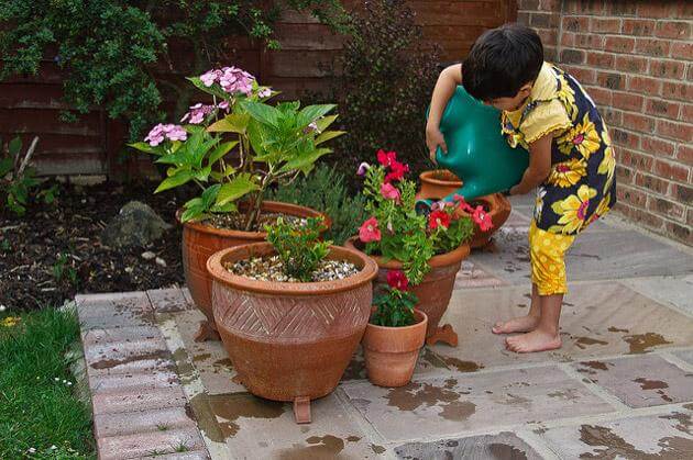 Watering the organic garden