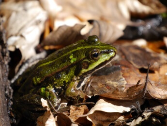 Frogs In Your Garden
