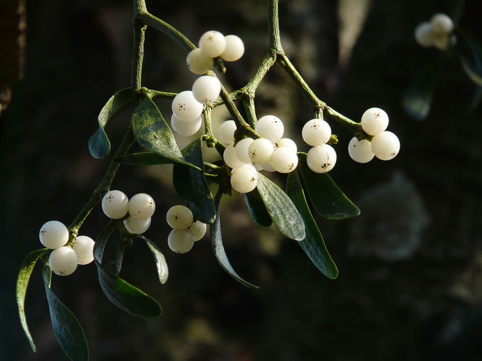 traditional christmas plant mistletoe