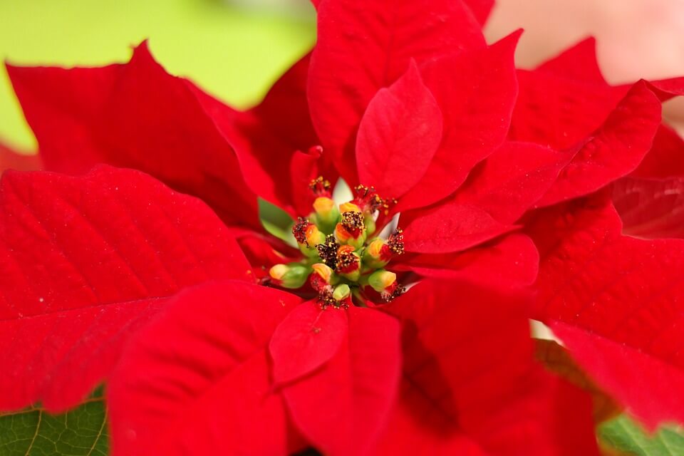 how to care for a poinsettia 