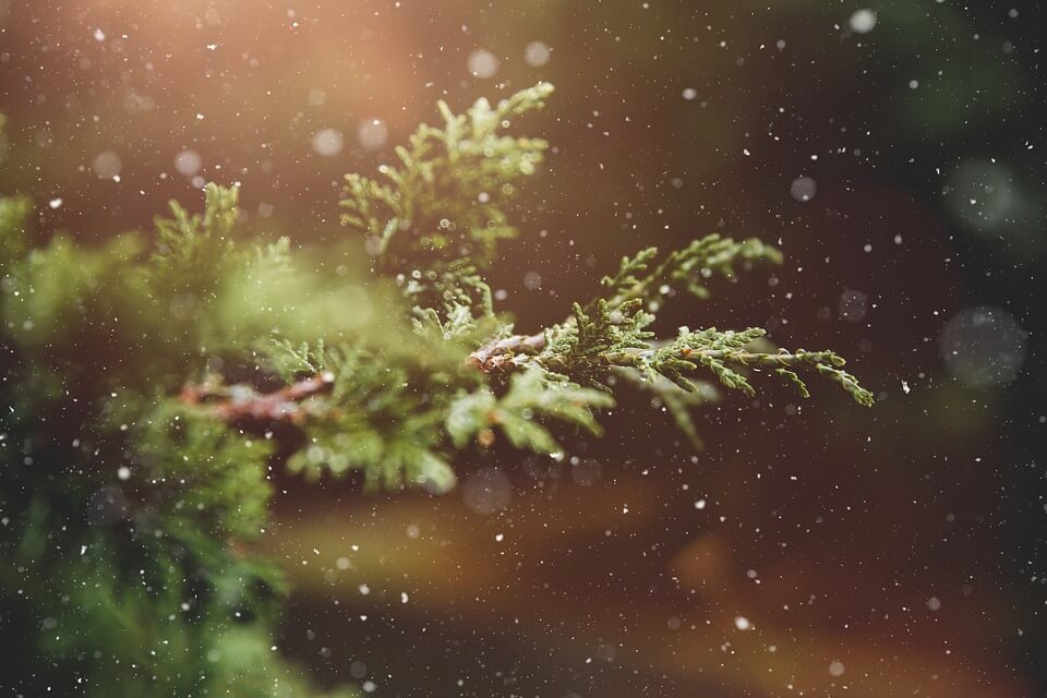 how-to-grow-your-own-christmas-tree-primrose-blog