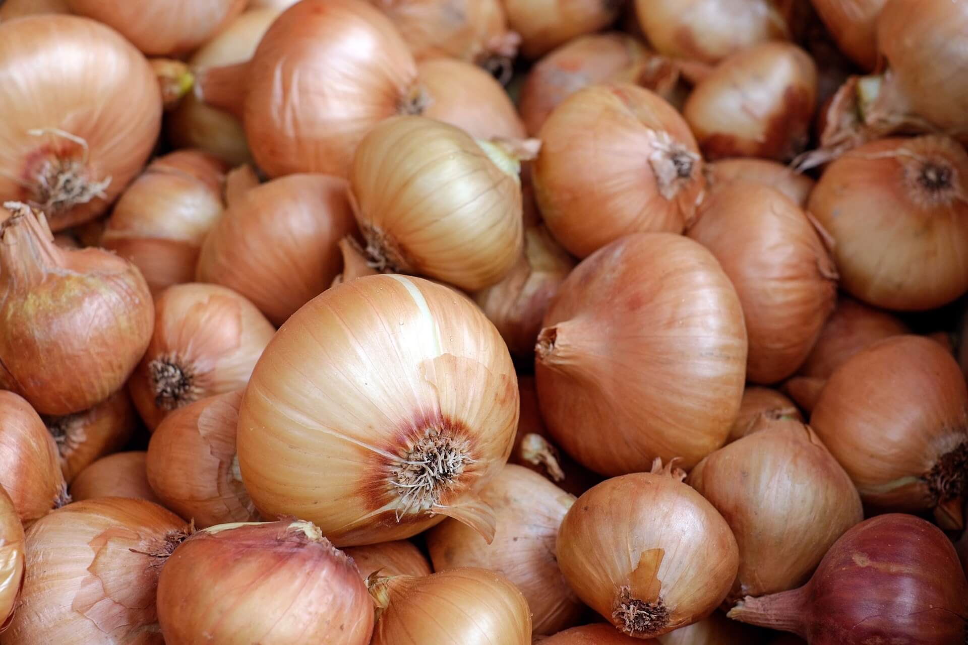 Growing onions at home