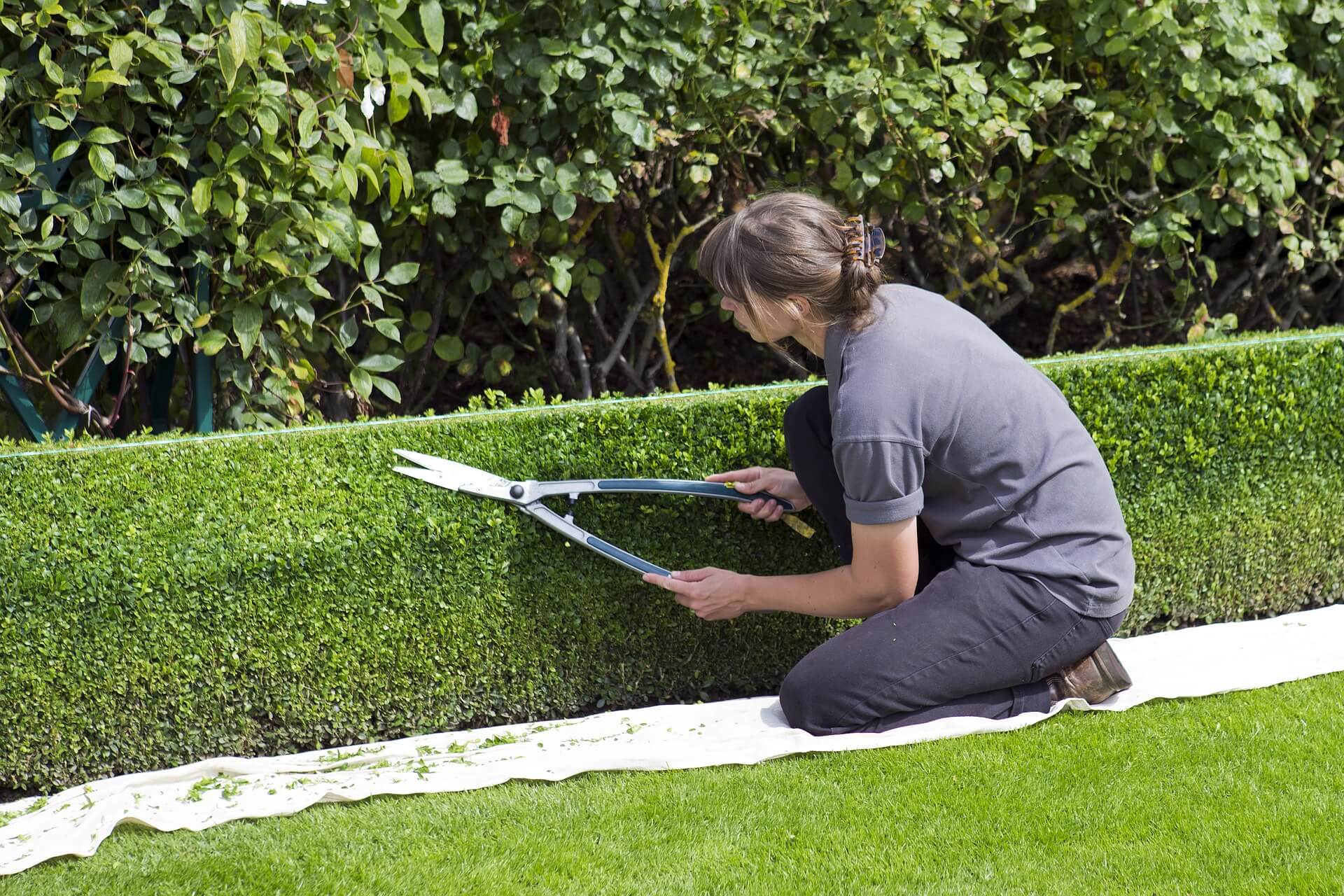 Clipping topiary hedges
