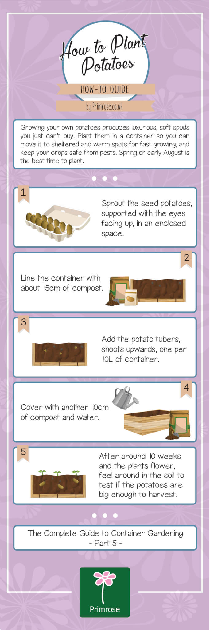 How to plant potatoes in containers infographic