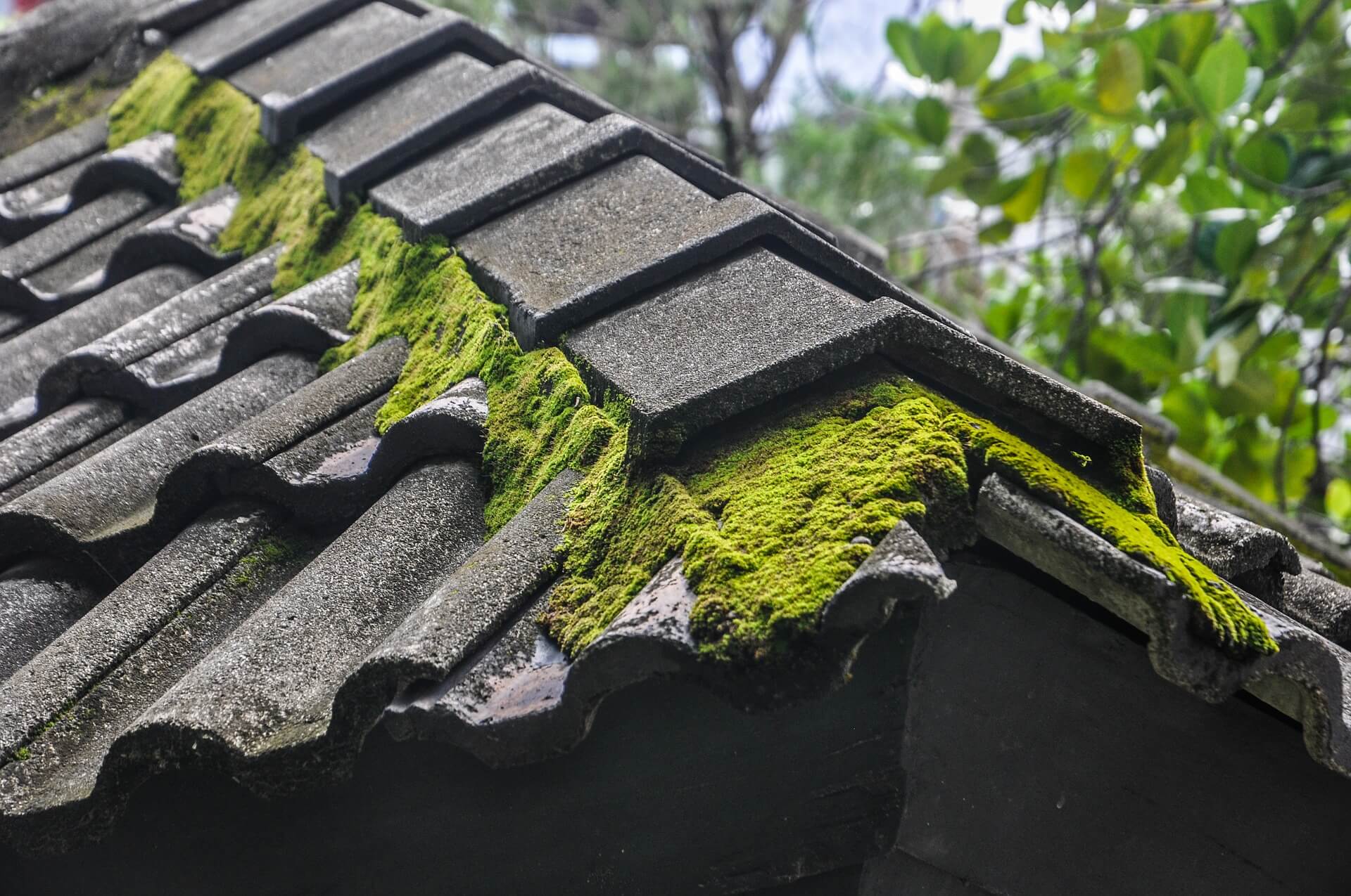 Tackling unsightly moss