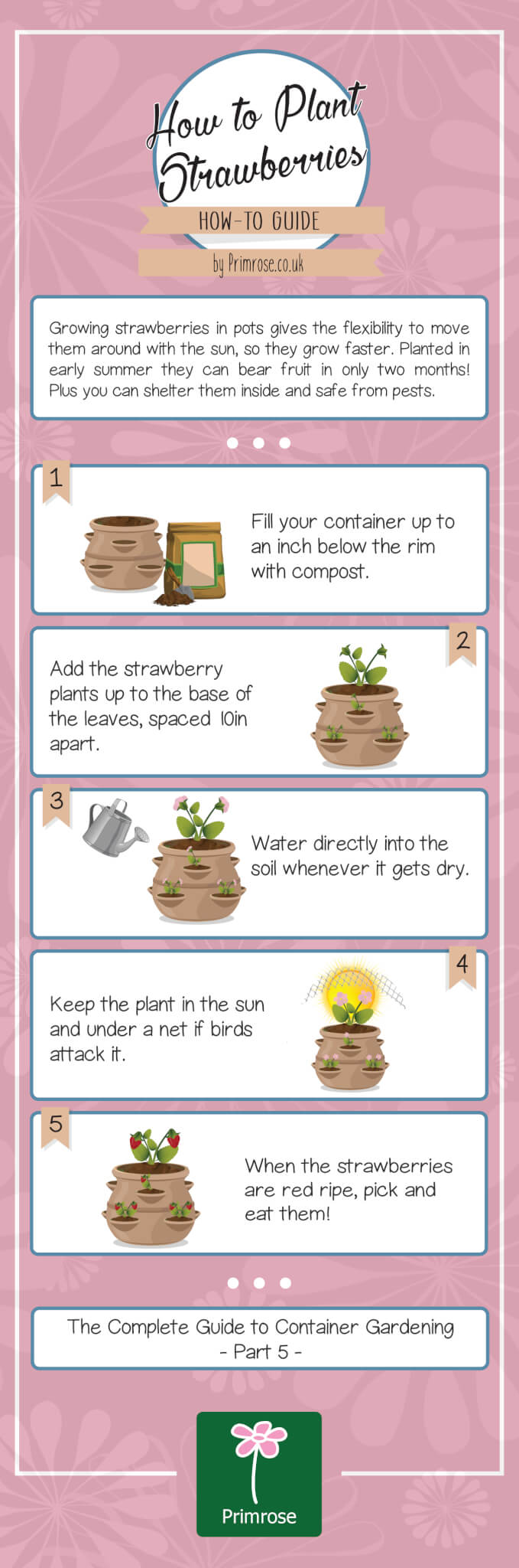 How to plant strawberries infographic