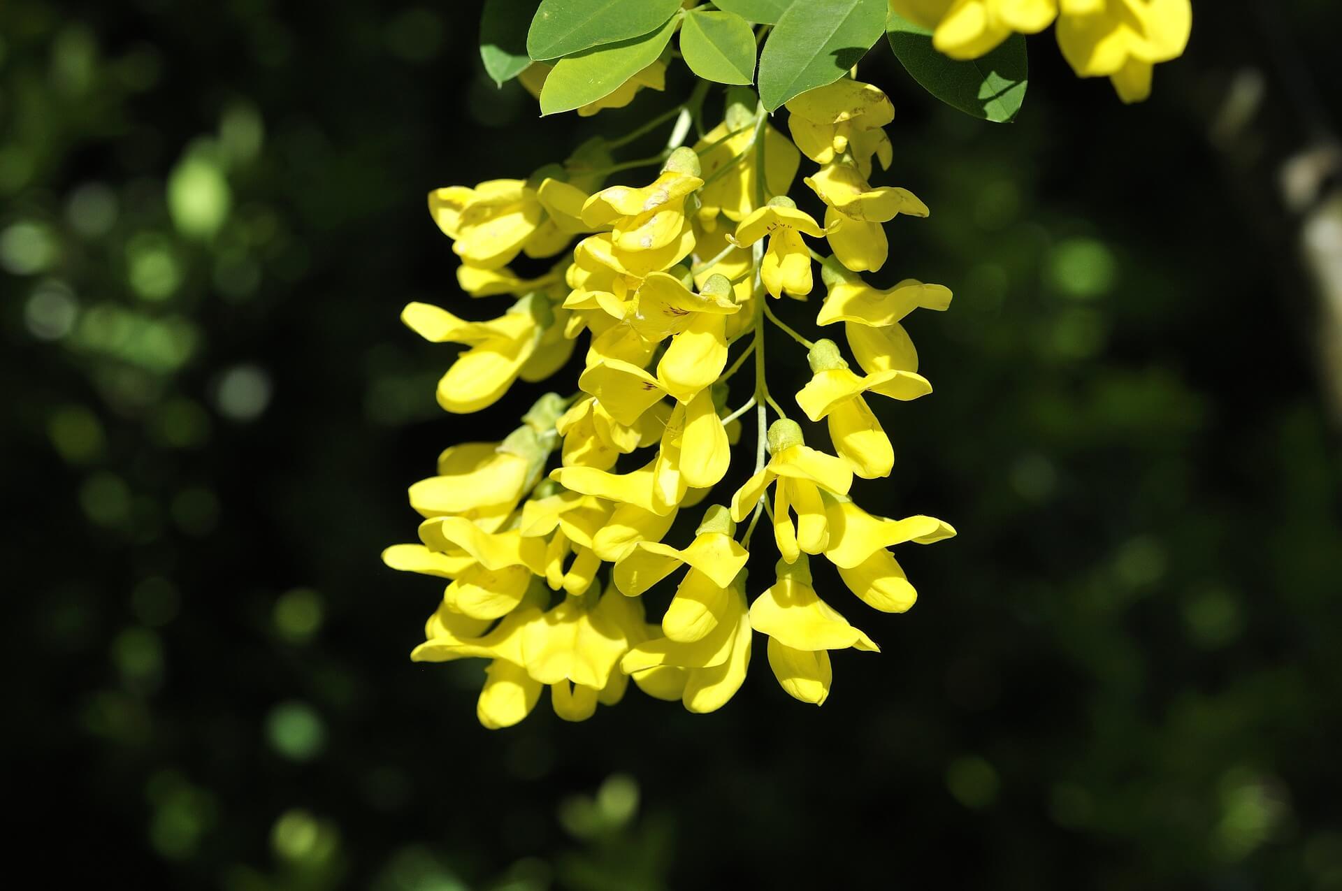 Poisonous laburnum