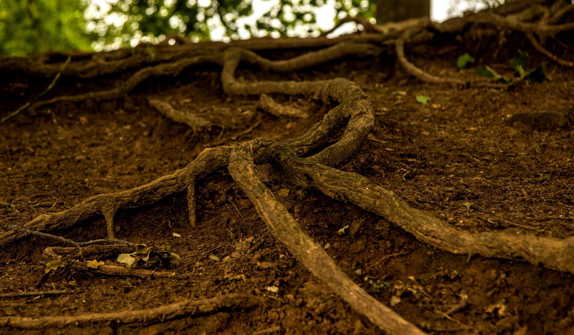 How to plant bare root tree