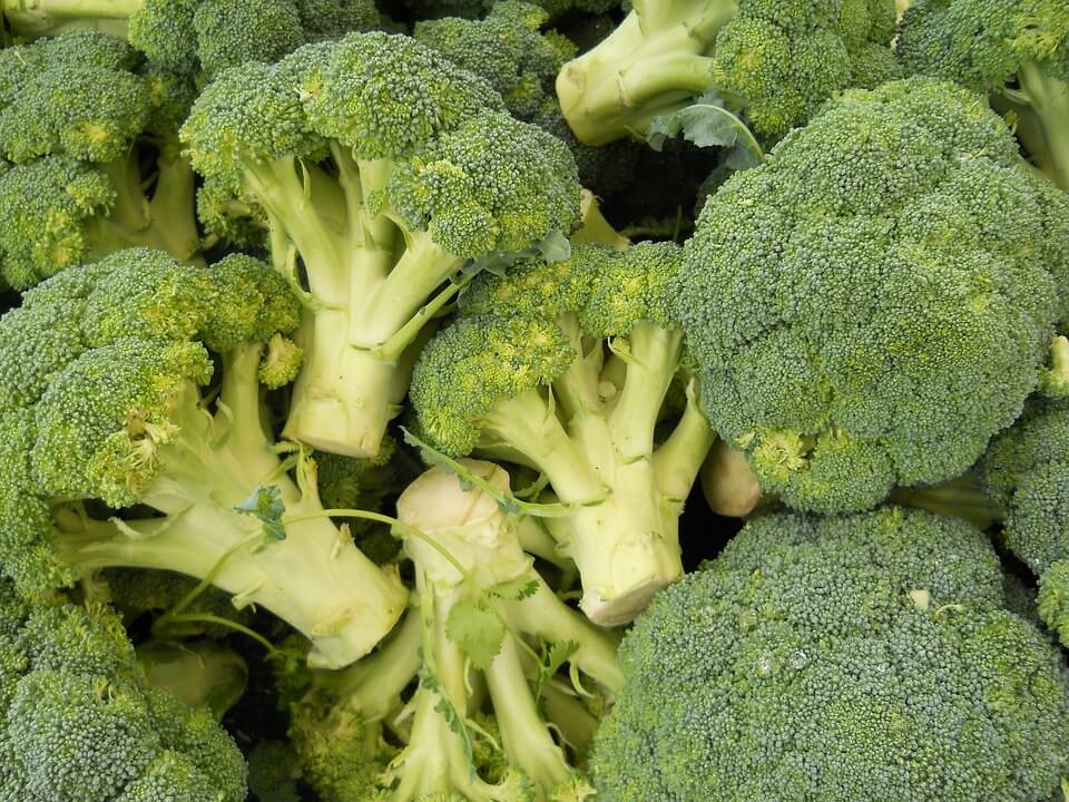 Vegetarian Garden: Plant Based Protein - broccoli