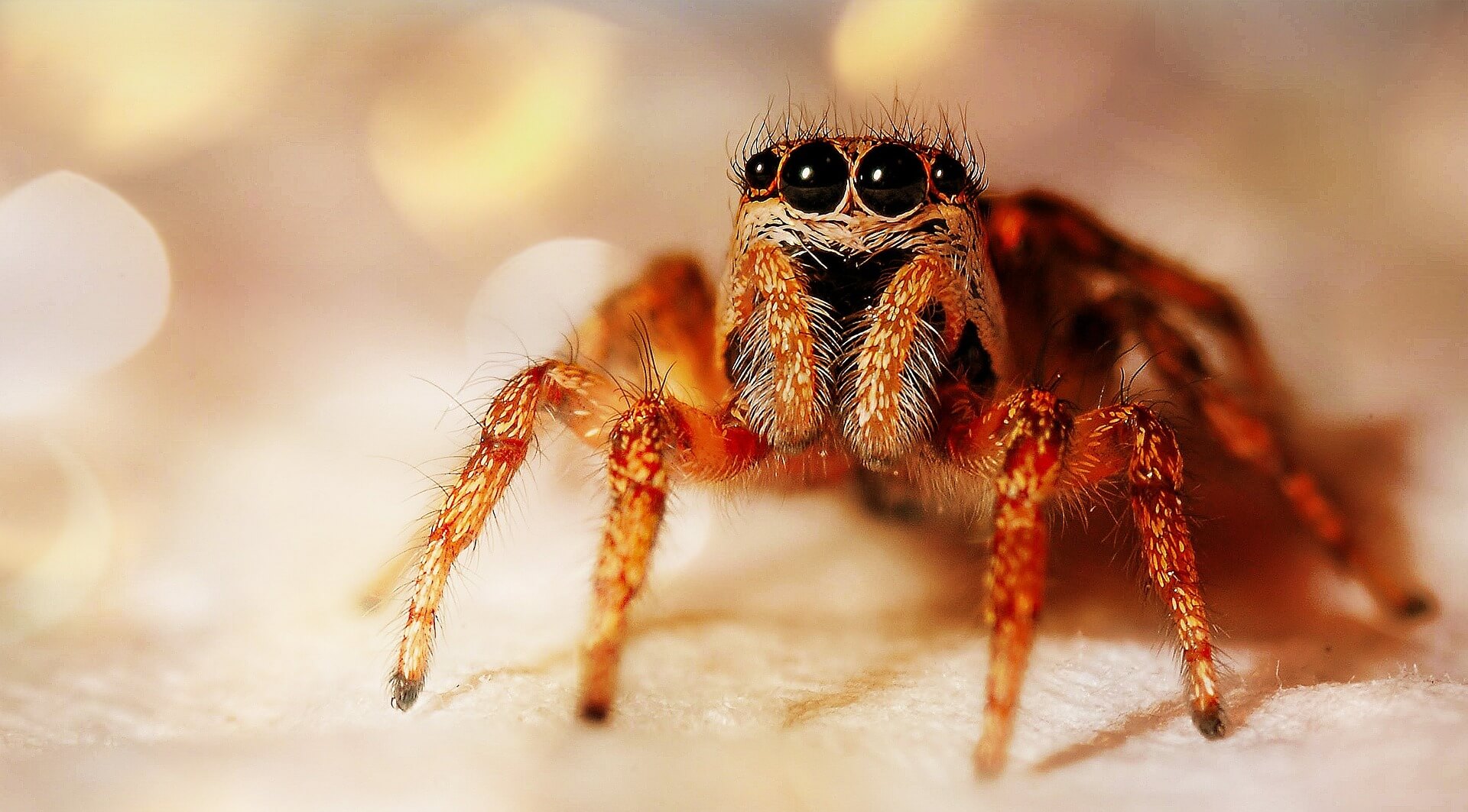 cute spider