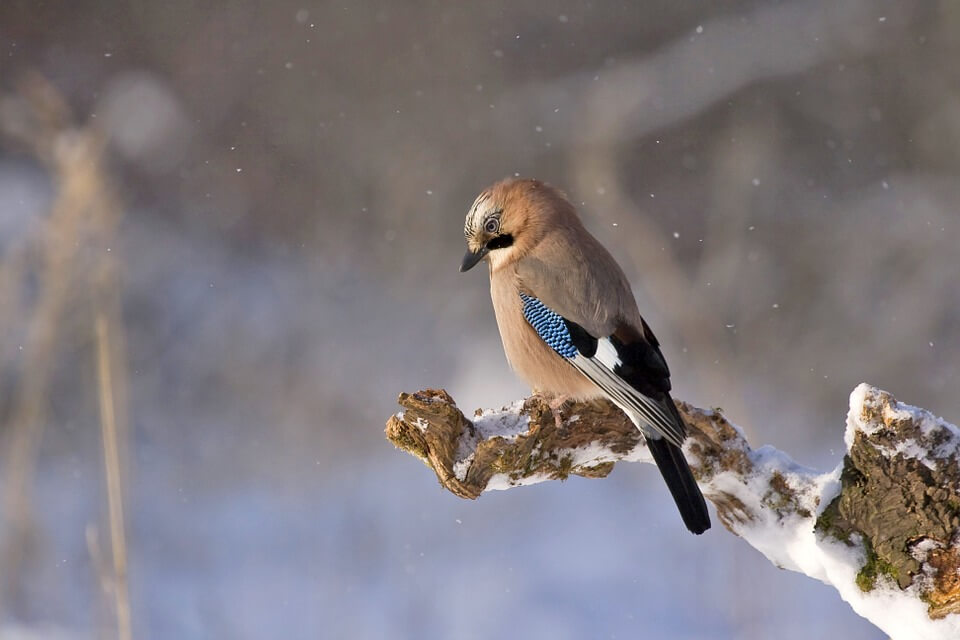 how to care for wildlife in winter - bird on a branch