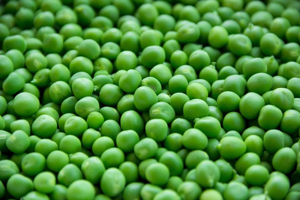 Vegetarian Garden: Plant Based Protein - green peas