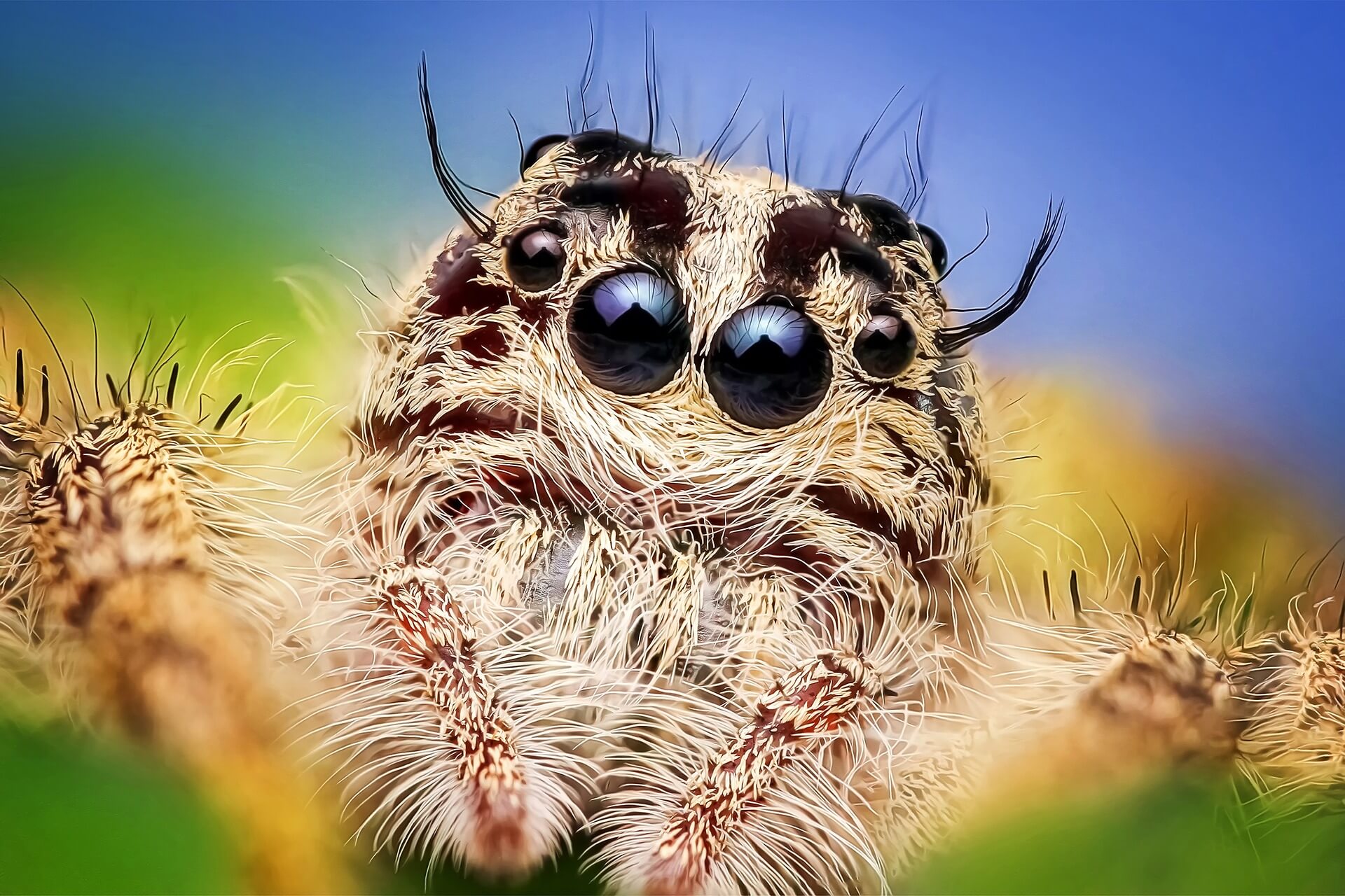 why spiders are good for your garden
