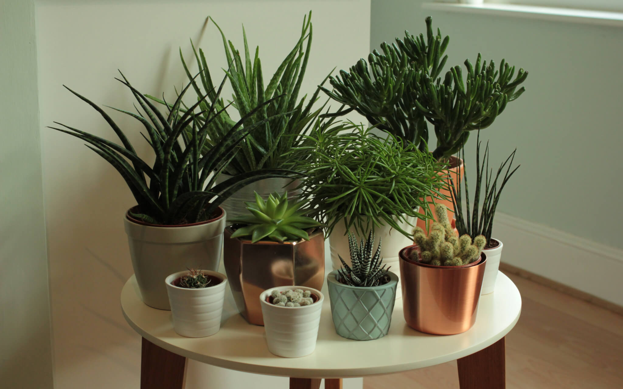 Growing succulents indoors