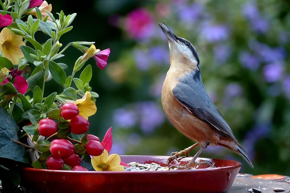 garden bird on feeding dish