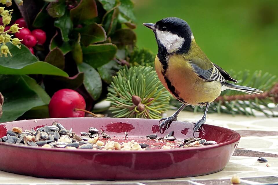garden birds - bird on feeder dish