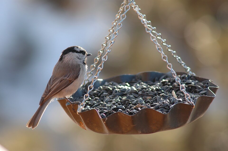 garden birds - bird on nyjer seed feeder