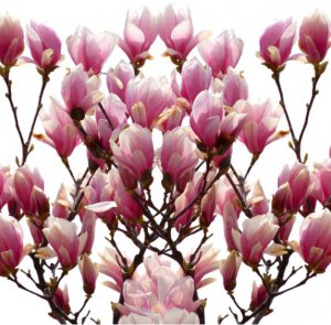 Deciduous magnolia in bloom