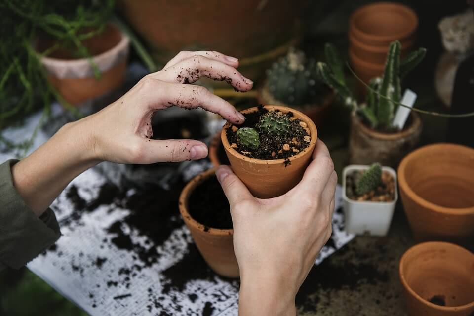 hands planting a cactus