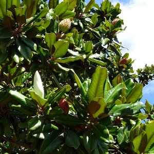 evergreen magnolia