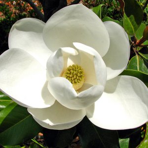 magnolia grandiflora with flower