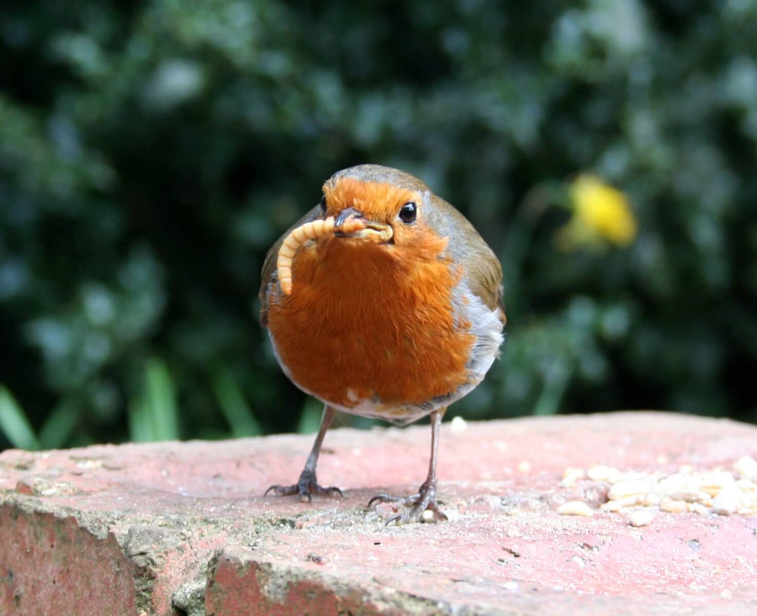 garden birds: robin eating mealworm