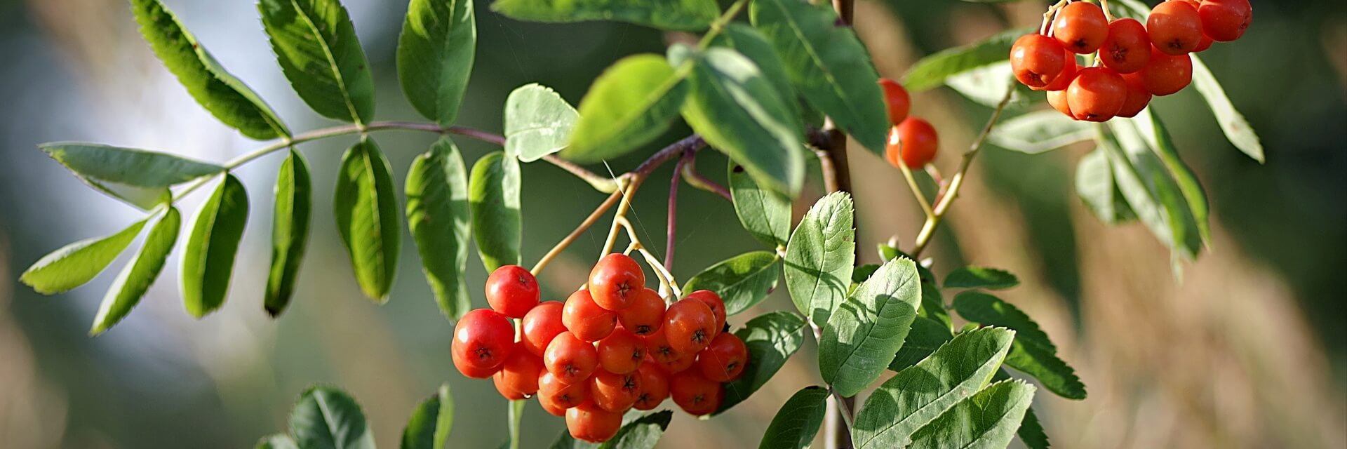 Rowan Tree Berry