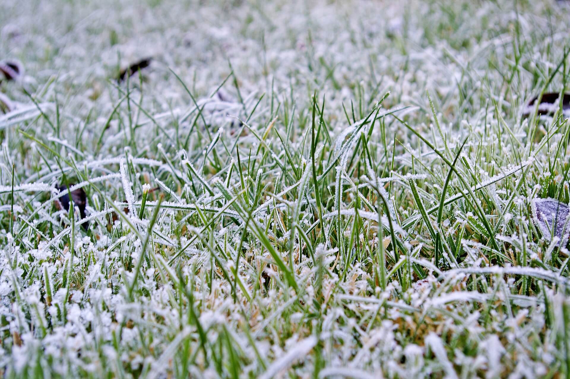 winter lawn