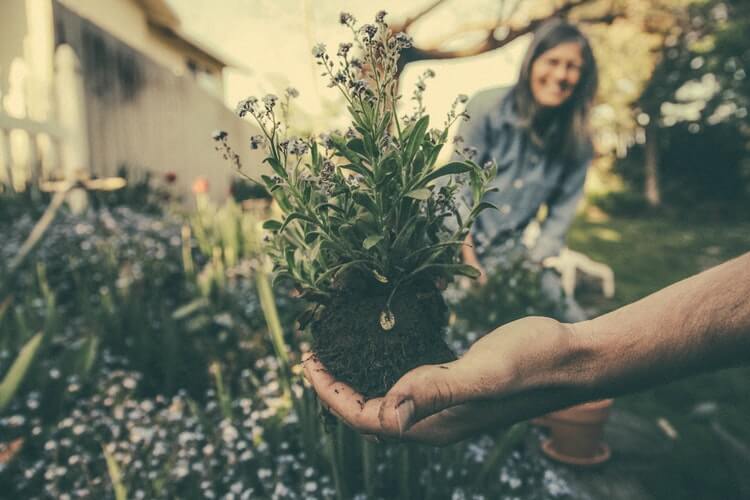 Organic Gardening - Hand Holding Plant 