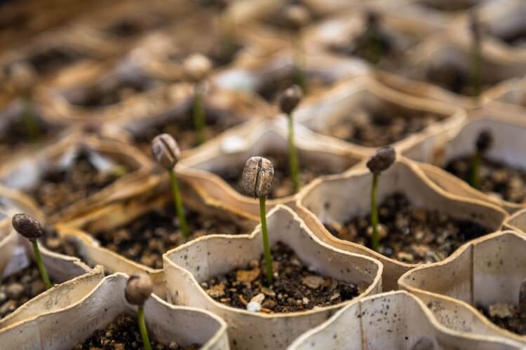 Organic Gardening - Seedlings