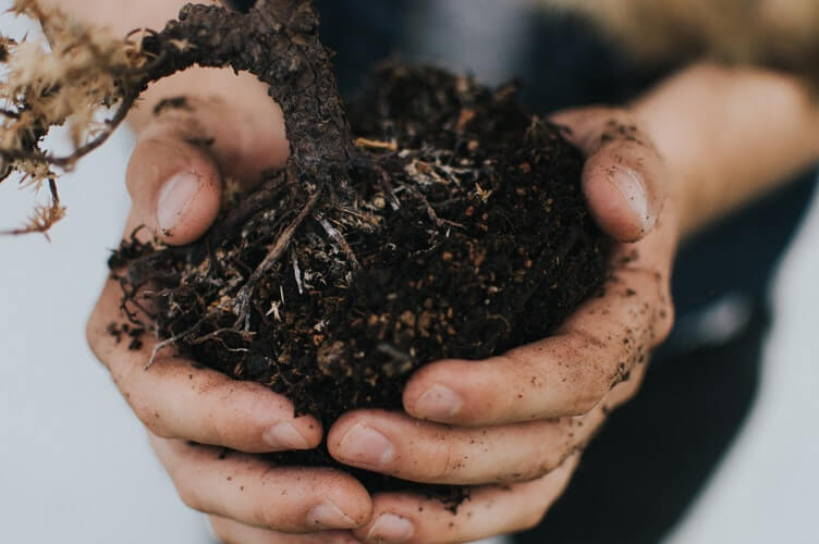 Organic Gardening - Hands Holding Compost