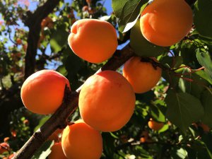 Apricot crop