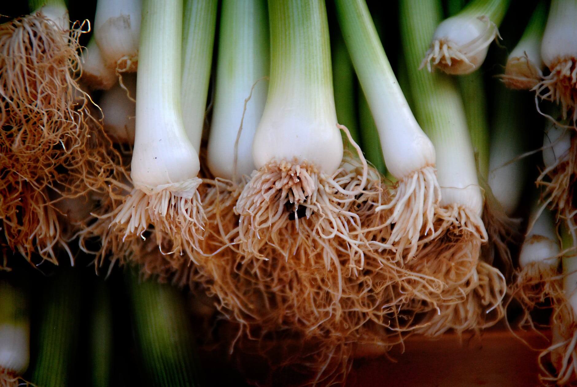 Growing Vegetables From Kitchen Scraps - Spring Onions