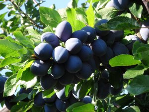 Bumper crop of plums