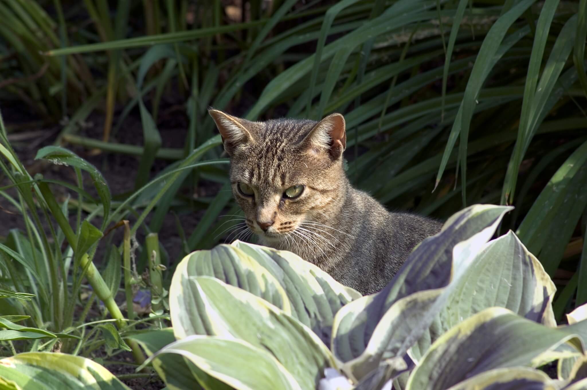 Cat deterrent plant