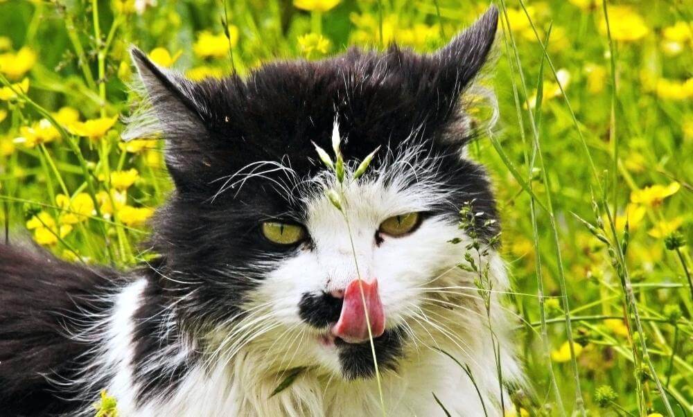 cat in garden