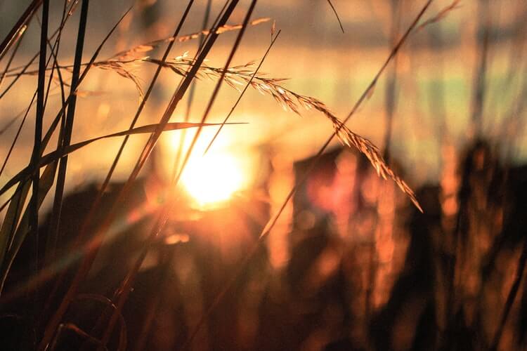 How to Care for Wild Birds in Spring - sunrise through grass