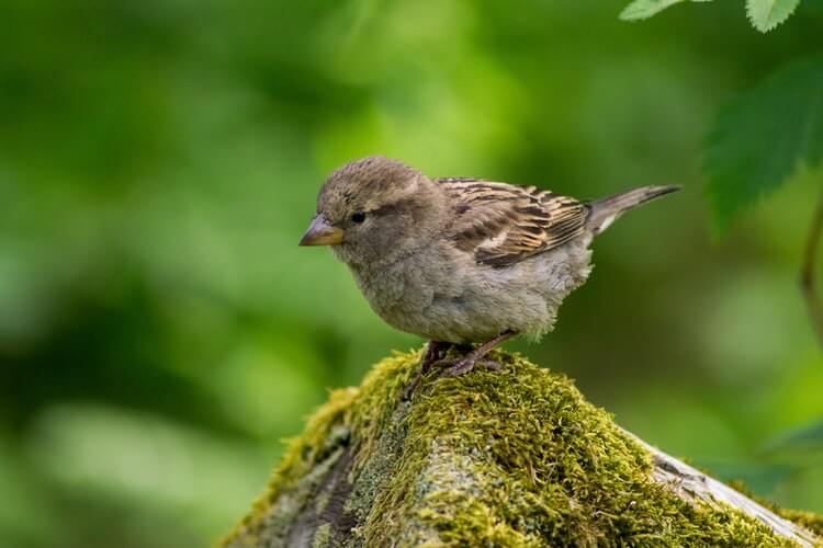 How to Care for Wild Birds in Spring - brown baby bird on moss tree branch