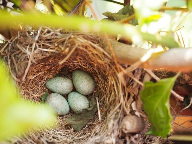 How to Care for Wild Birds in Spring - eggs in bird's nest